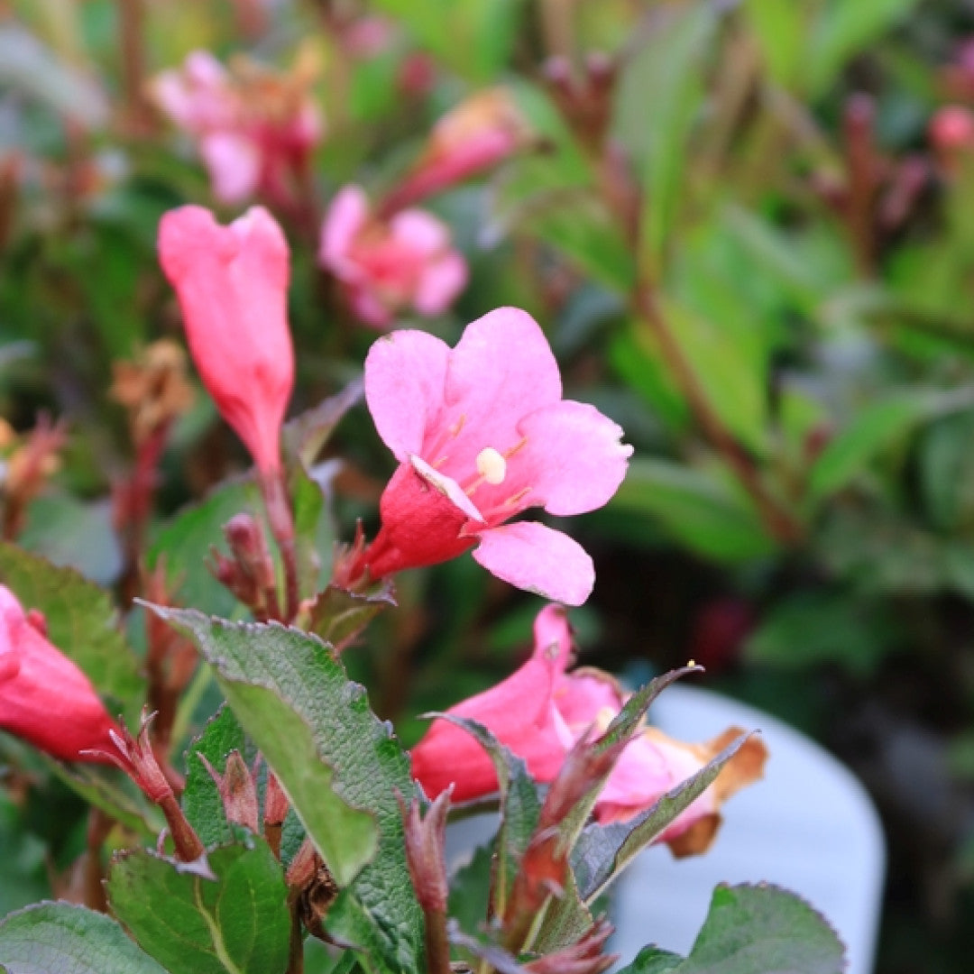 Weigela 'Minuet'