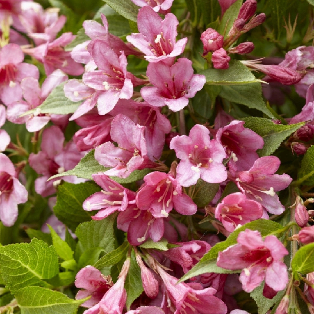 Weigela florida 'Piccobella Rosso'®