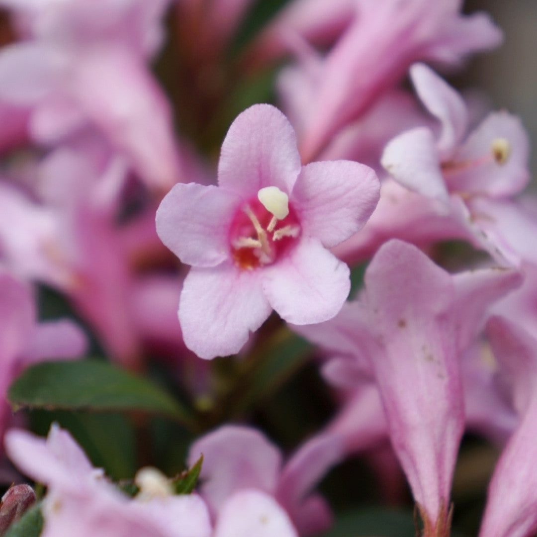 Weigela florida Pink Poppet