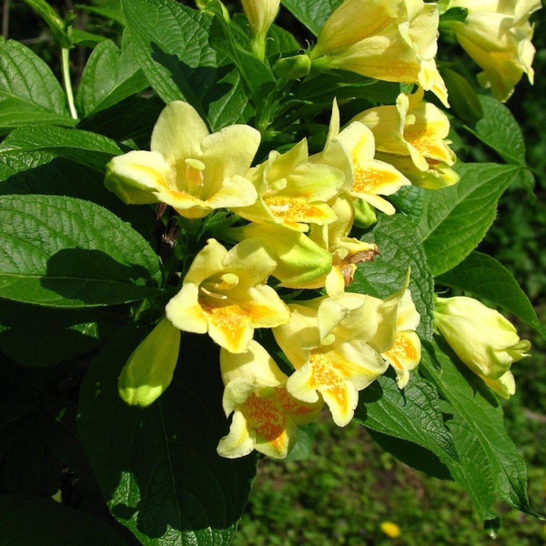 Weigela middendorffiana