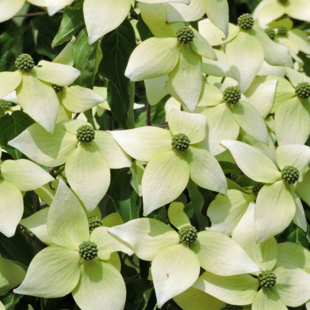 Cornus kousa 'National'