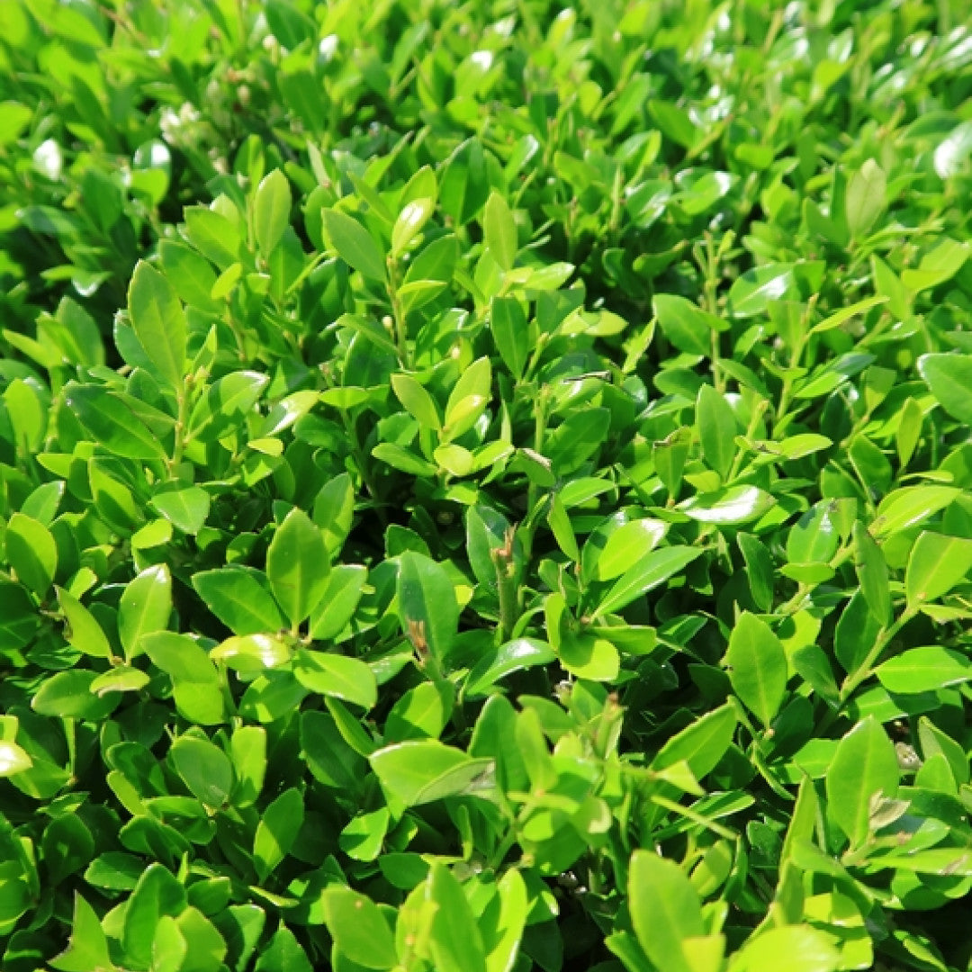 Ilex crenata LUXUS ® Hedge