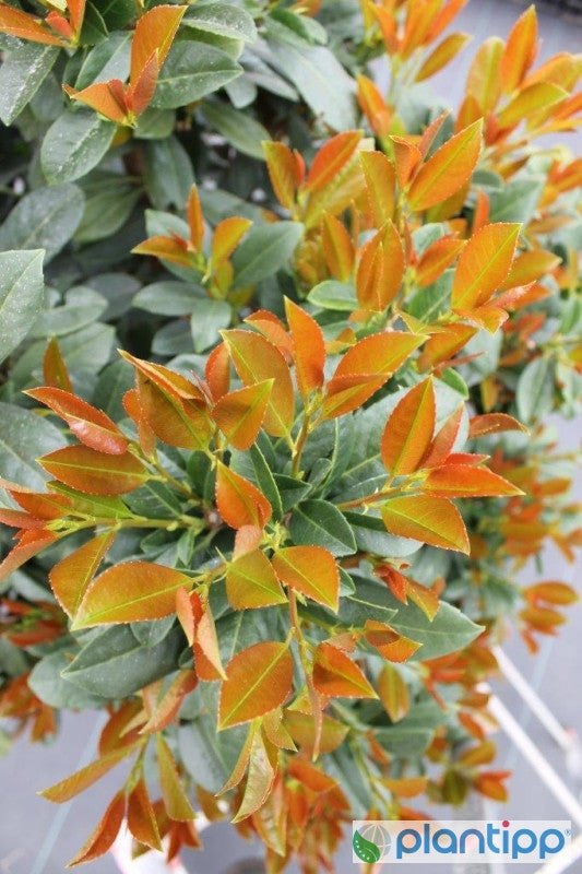 Prunus laurocerasus 'Bonaparte'
