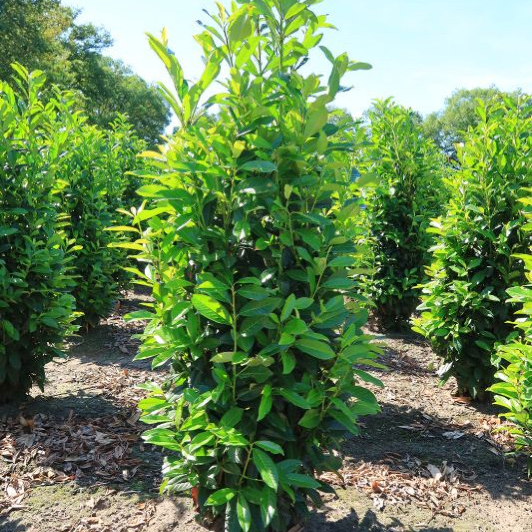 Prunus laurocerasus Genolia ®