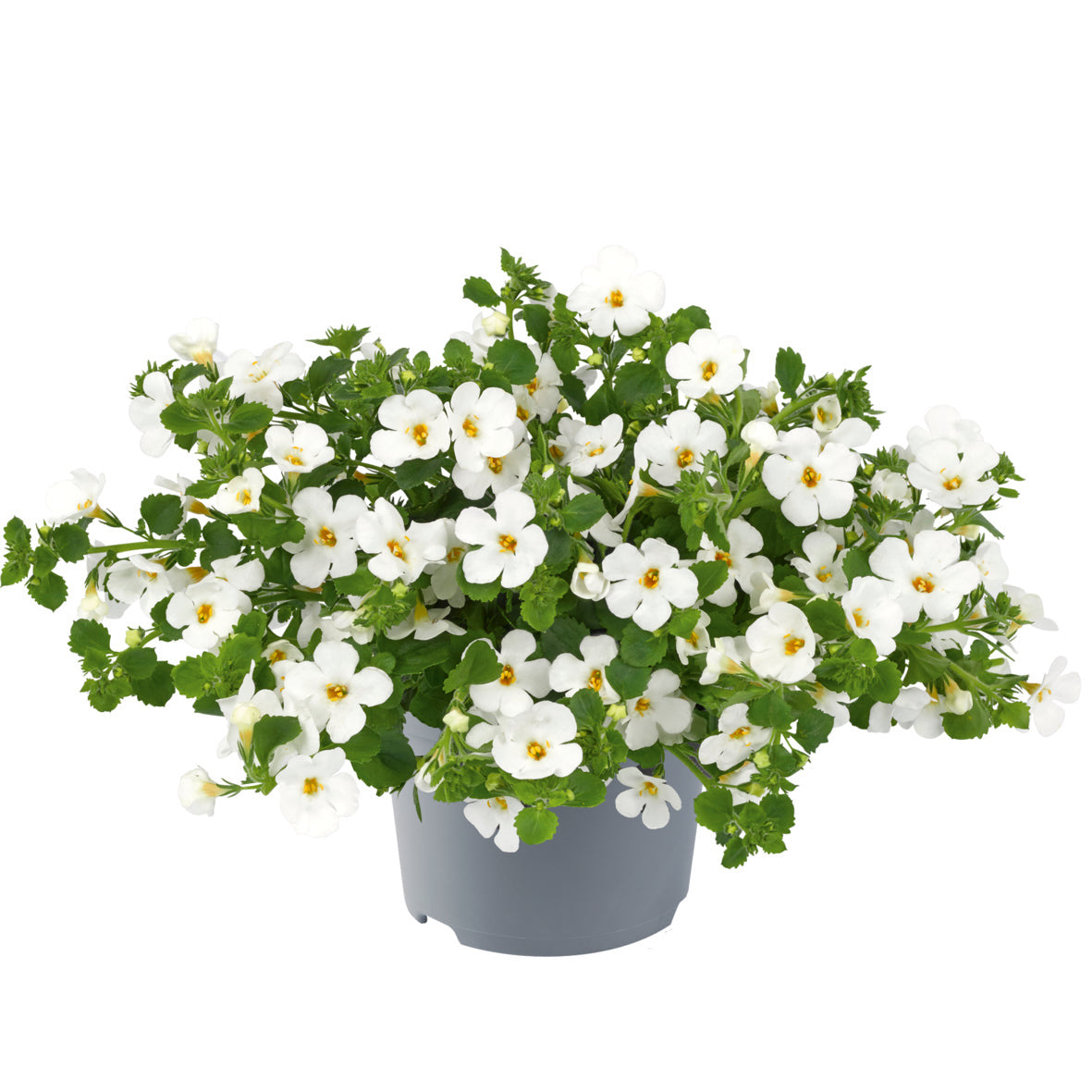 Blumenbeutel Calibrachoa