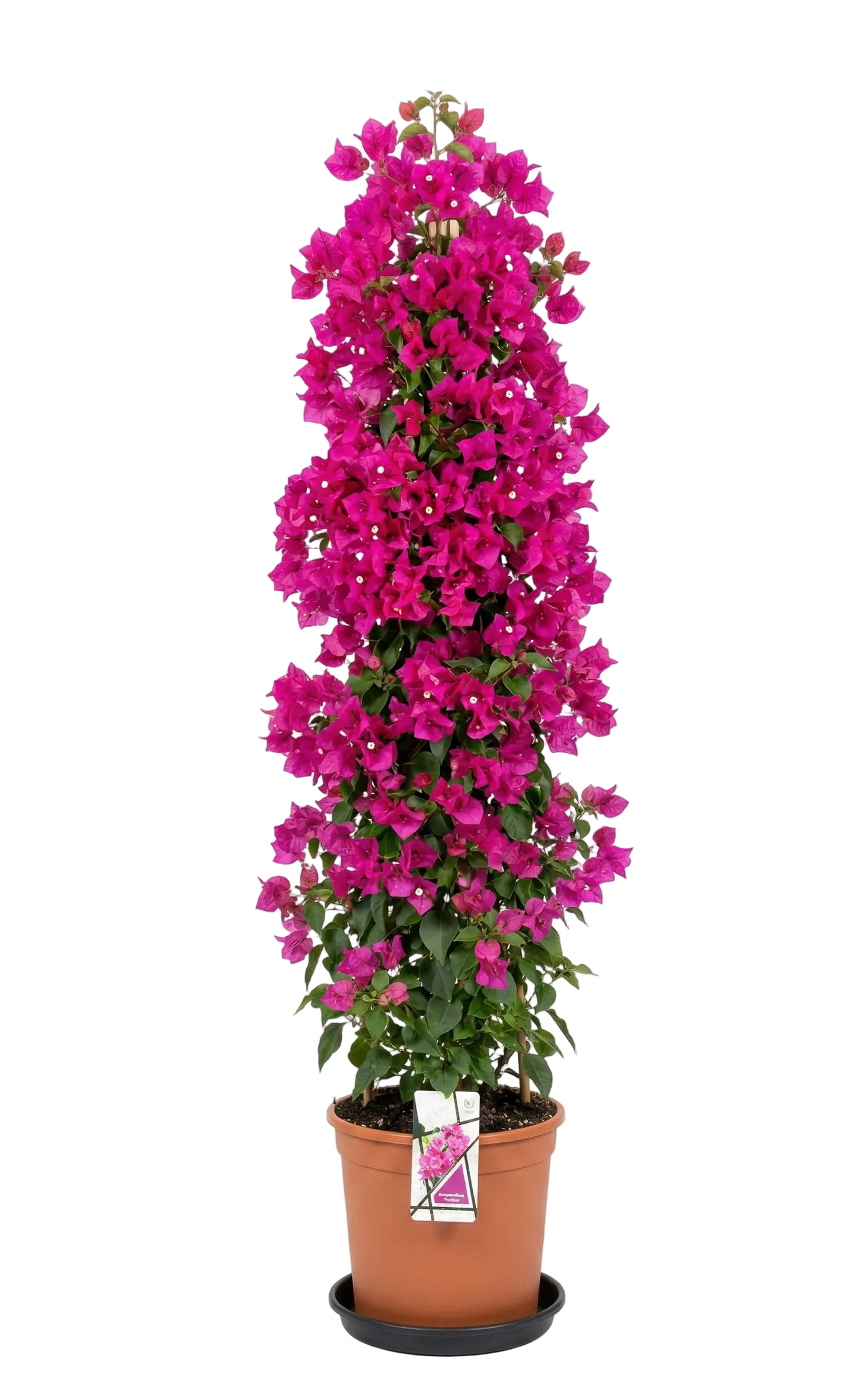 Bougainvillea