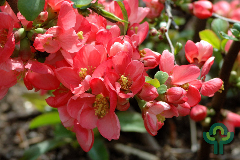 Chaenomeles superba 'Pink Lady'