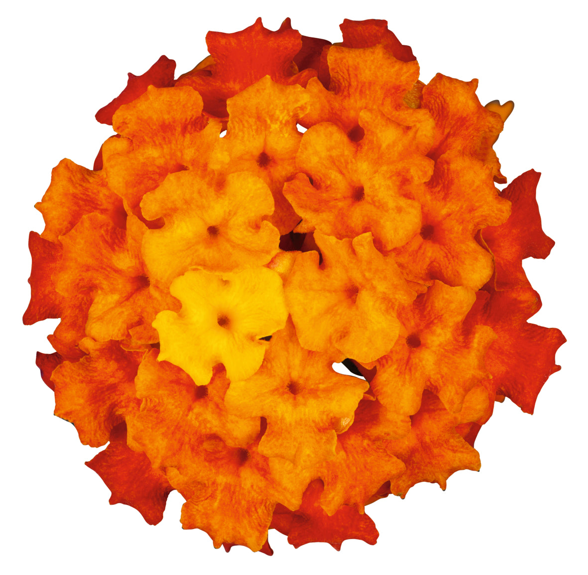 Lantana