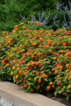Lantana 'Lucky'