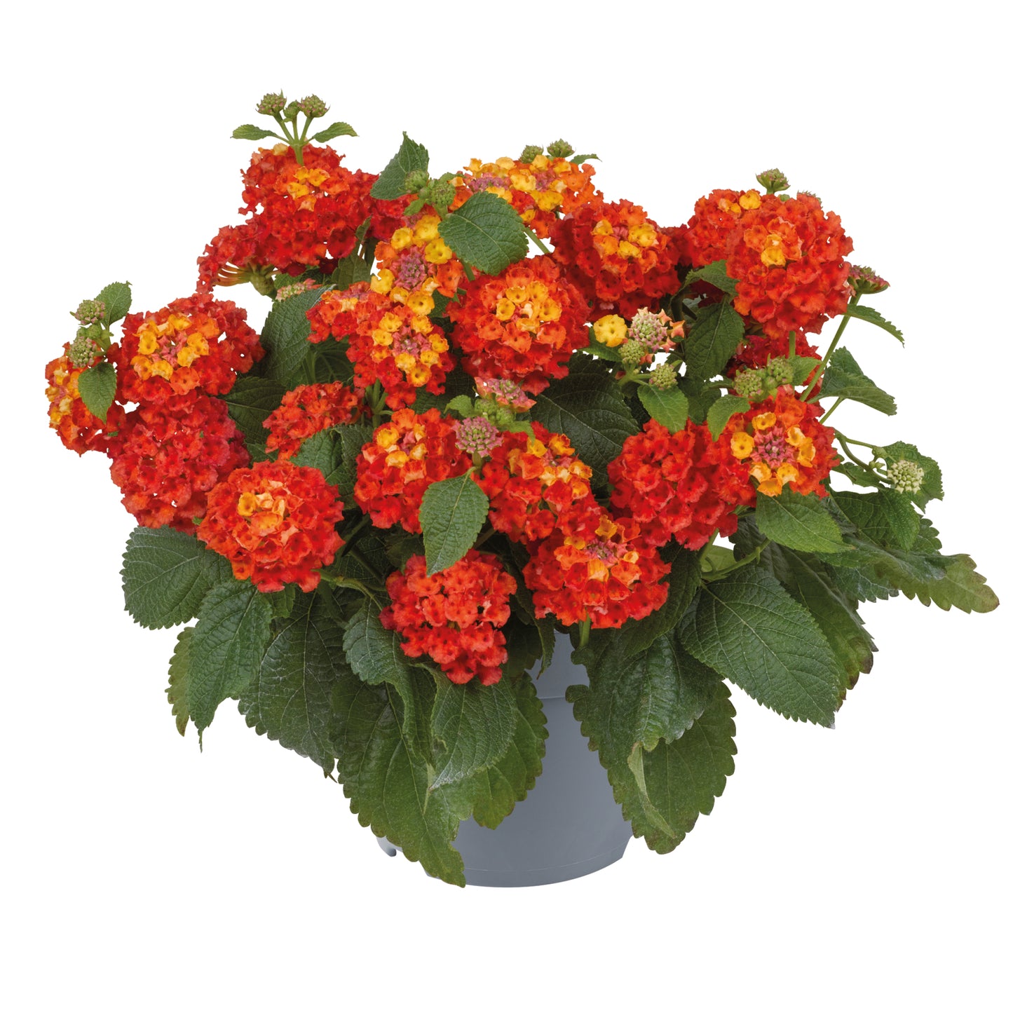 Lantana