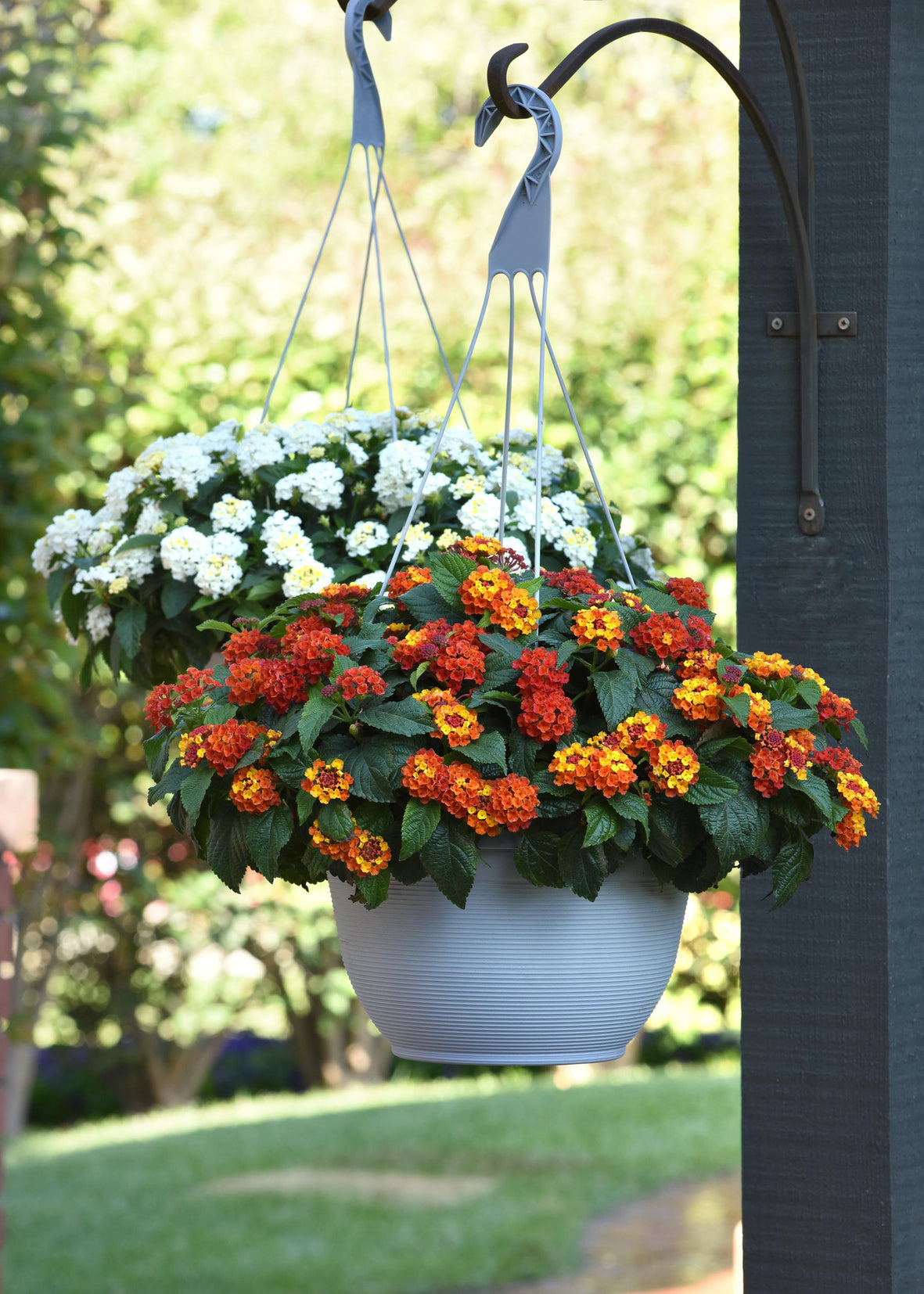 Lantana