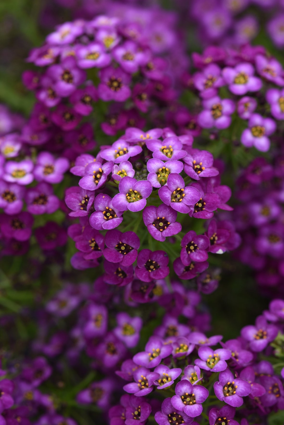 Alyssum
