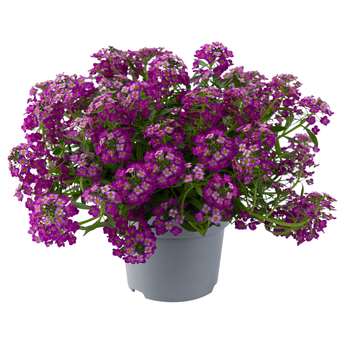 Alyssum