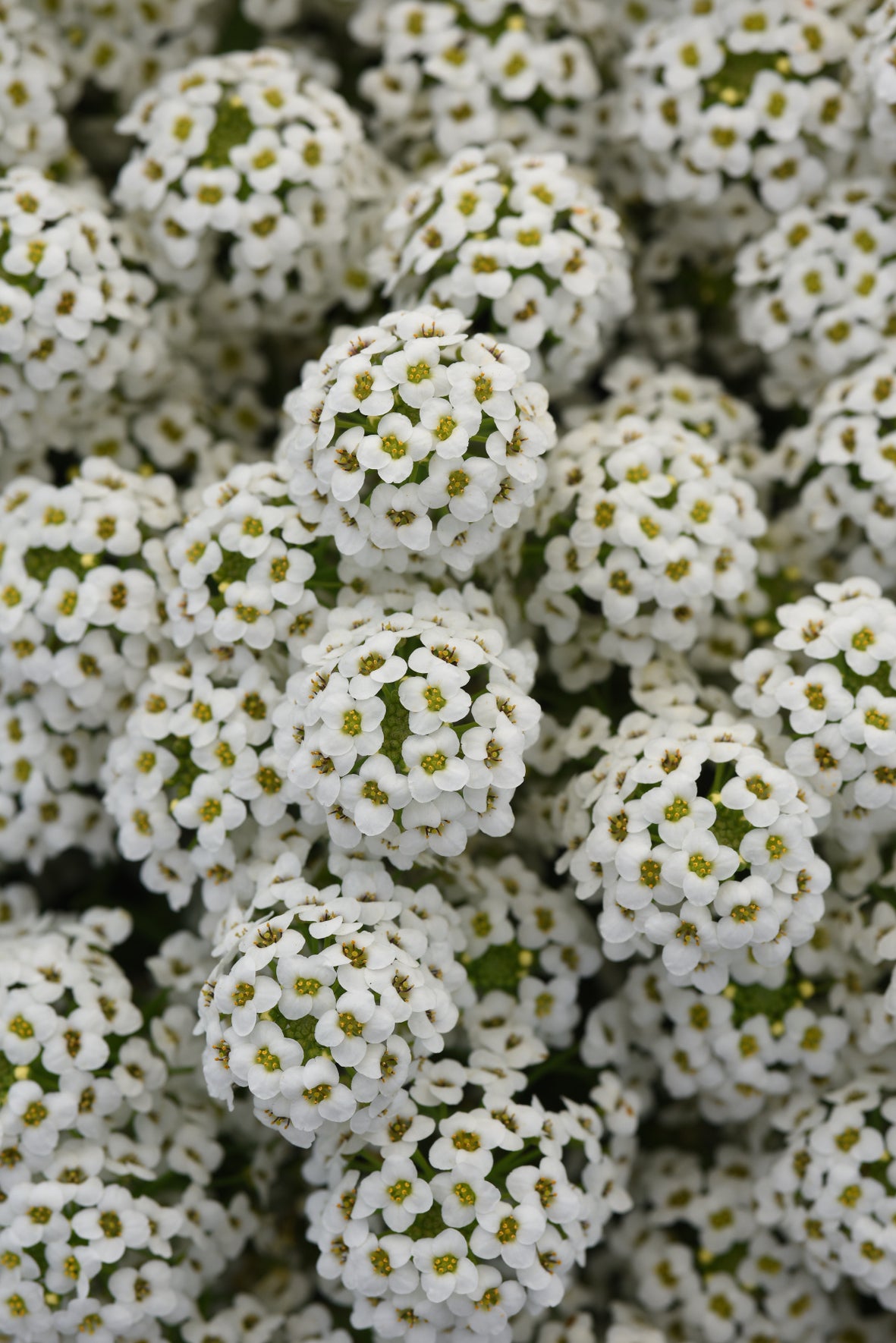 Alyssum