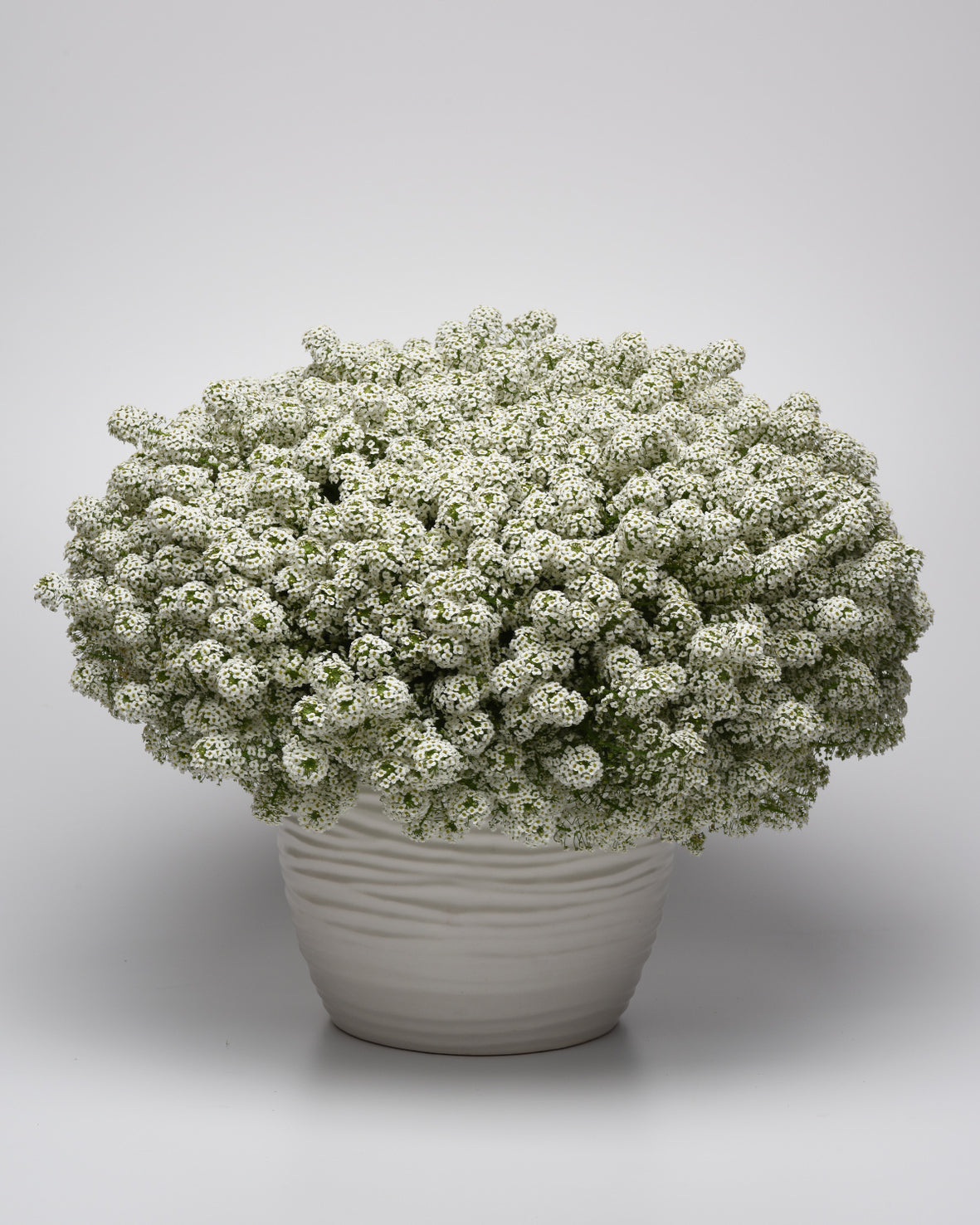 Alyssum