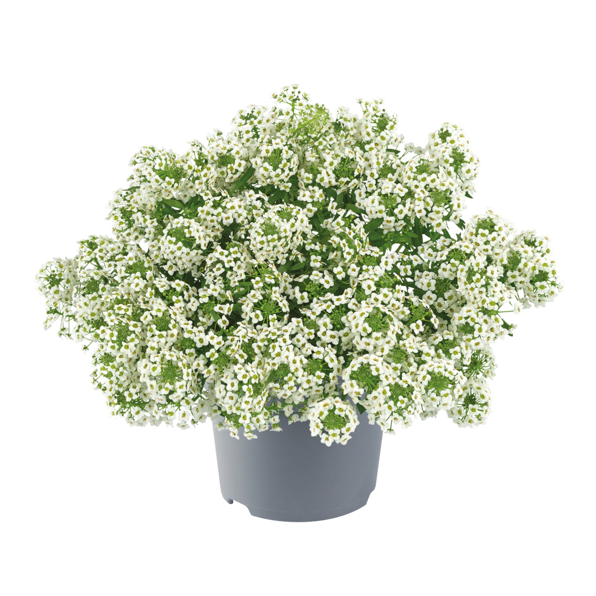 Alyssum