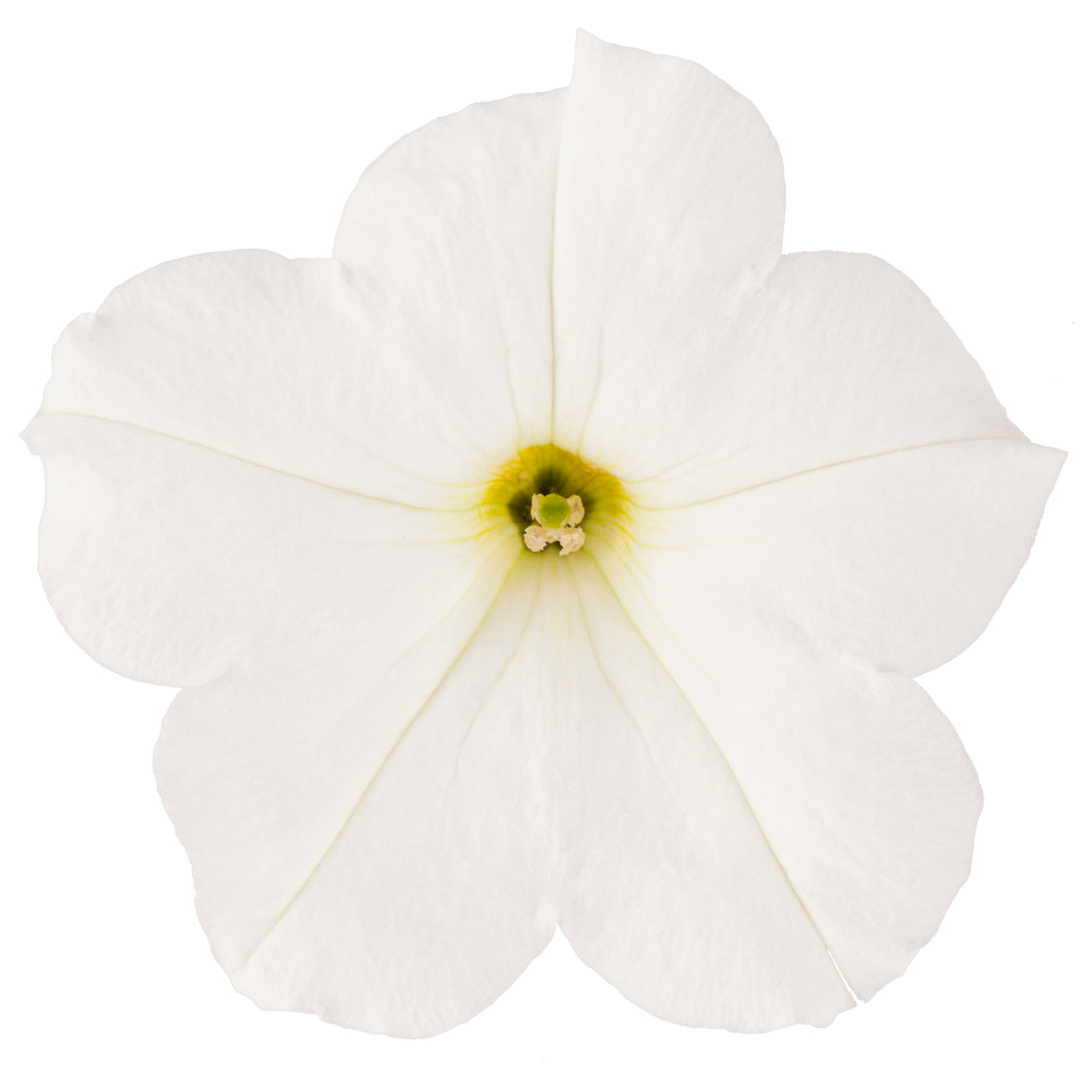 Petunia hang (Surfinia)