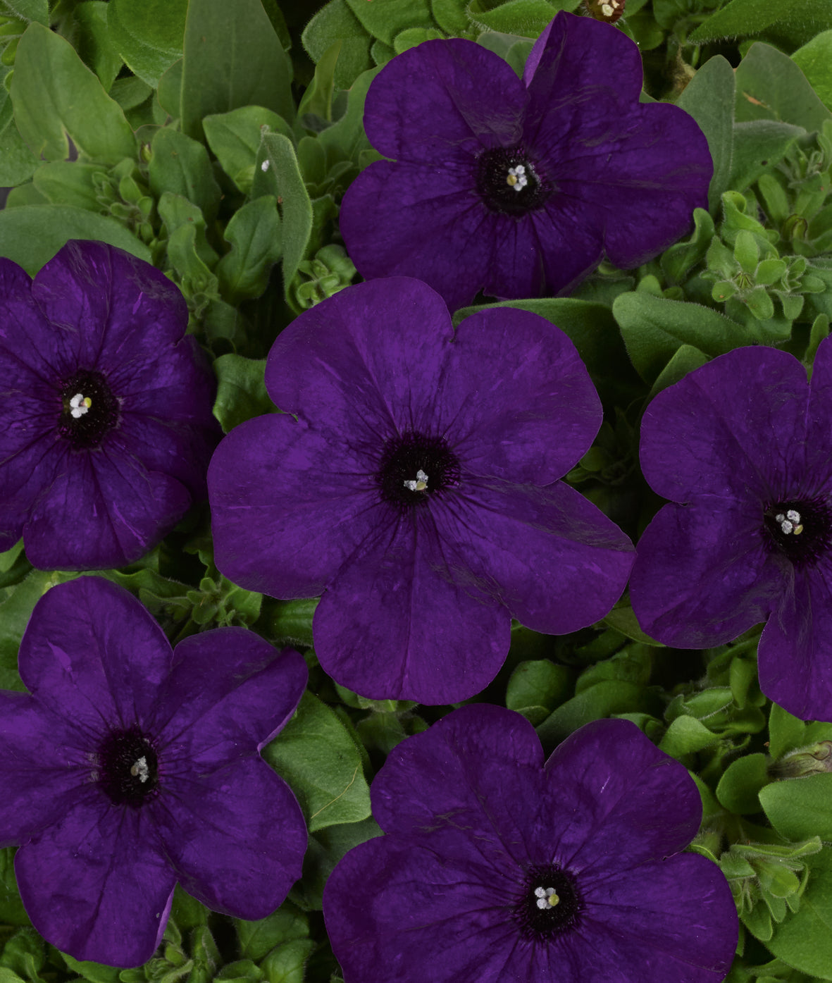 Petunia