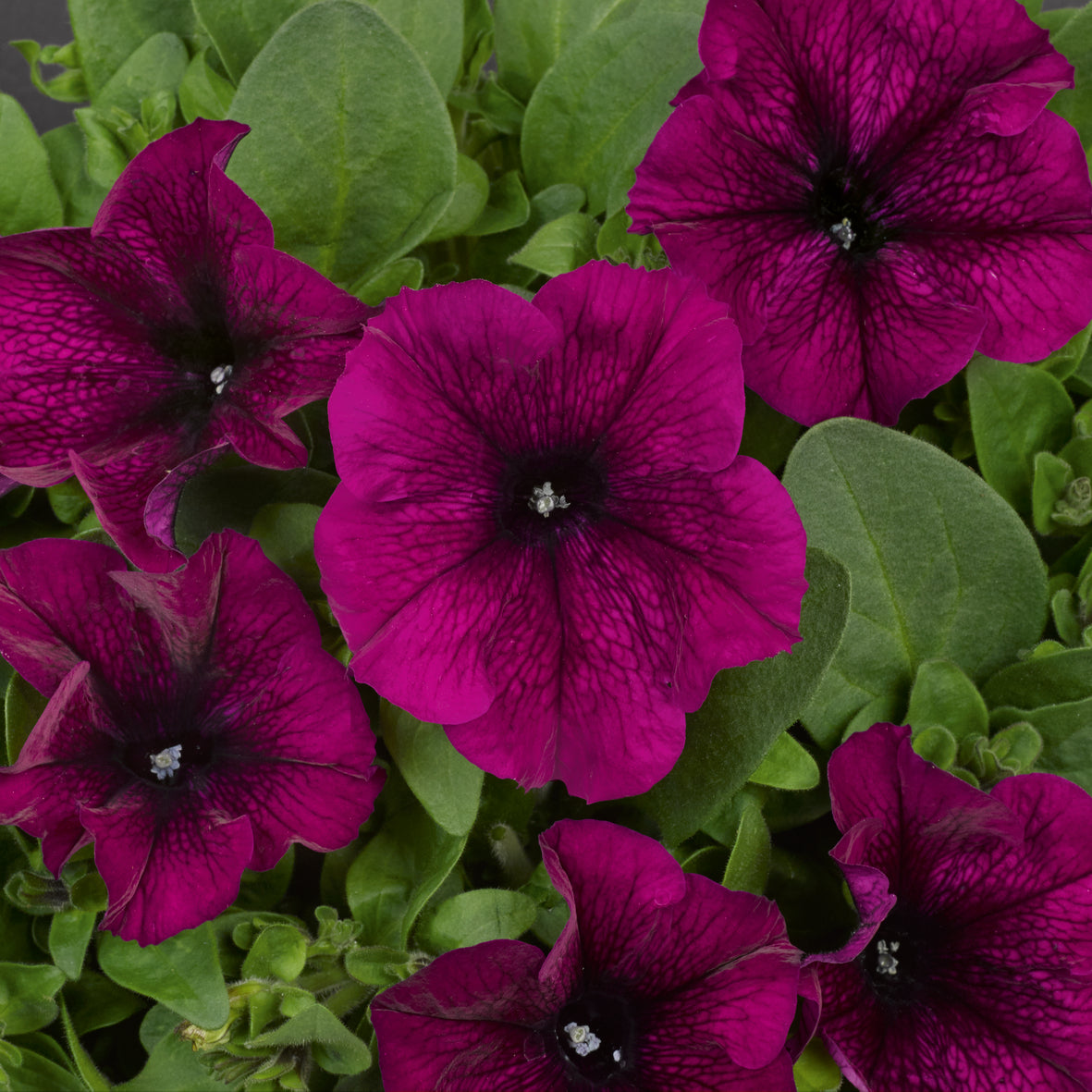 Petunia
