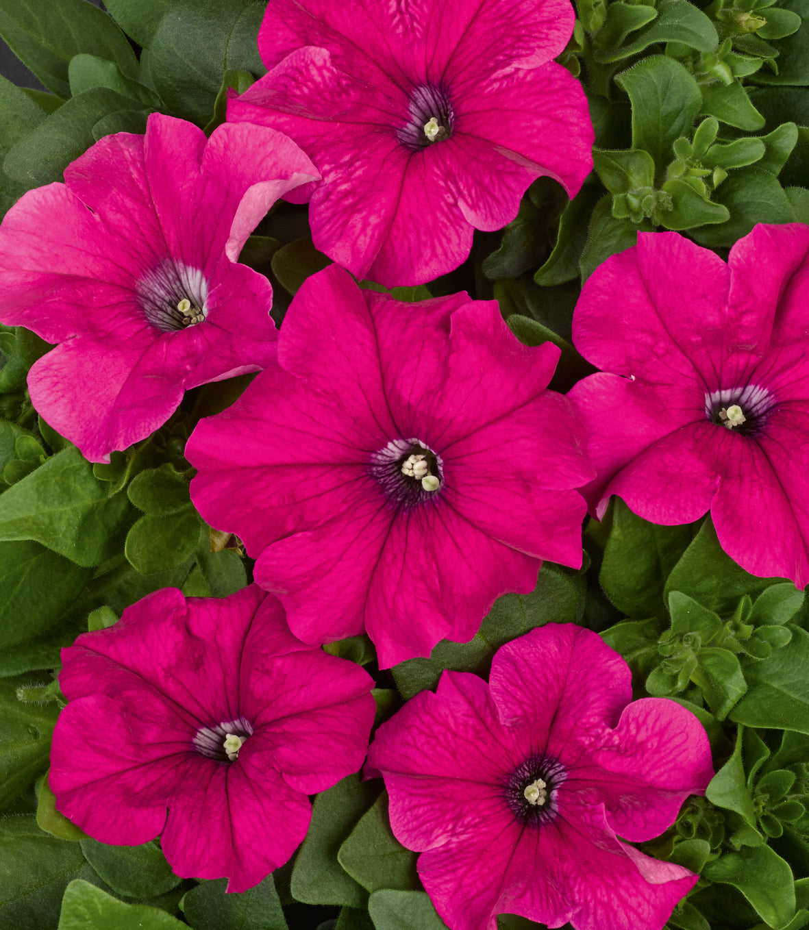Petunia