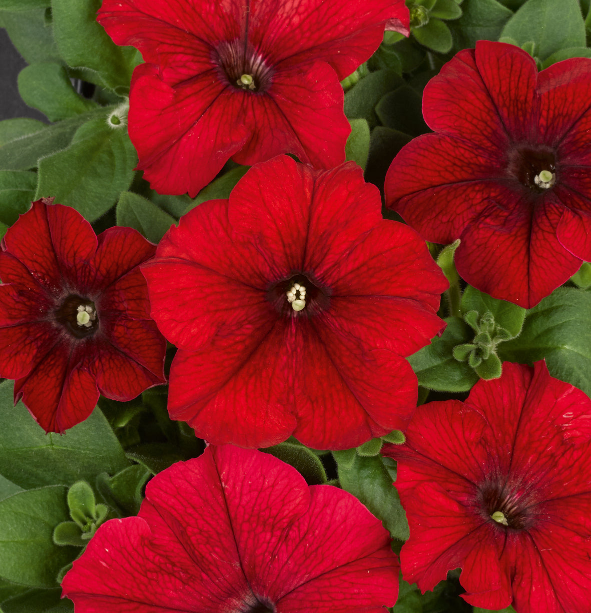 Petunia