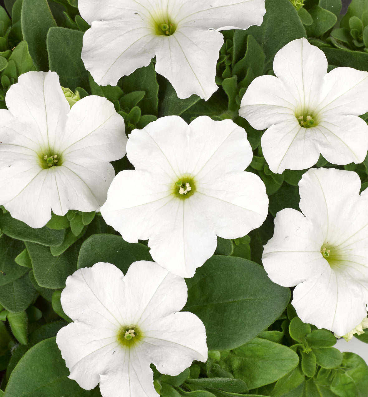 Petunia