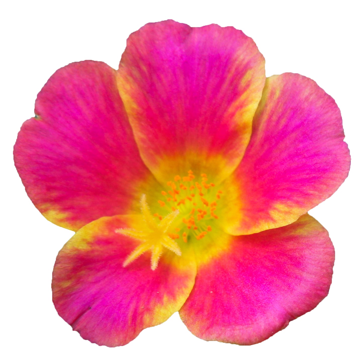 Portulaca