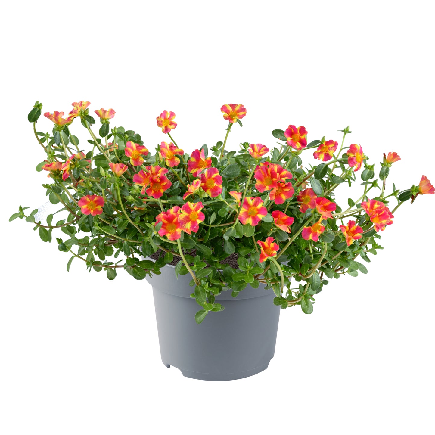 Portulaca