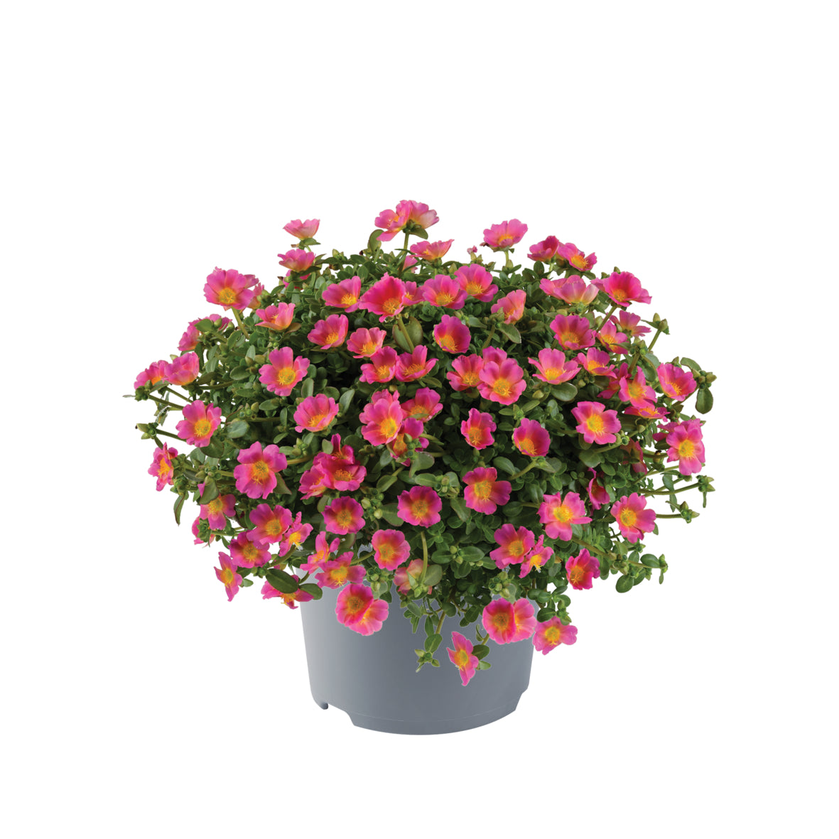 Portulaca