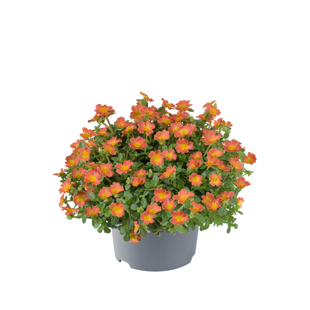 Portulaca