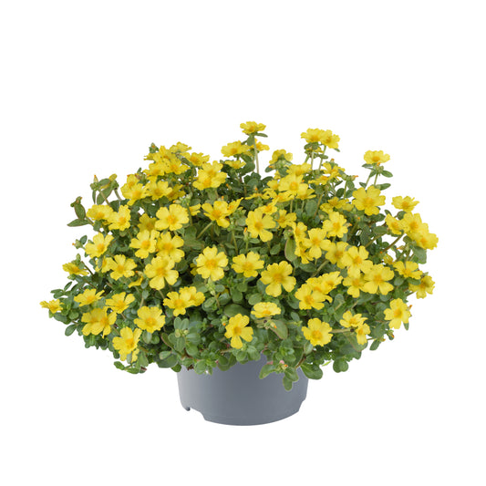 Portulaca (postelein)