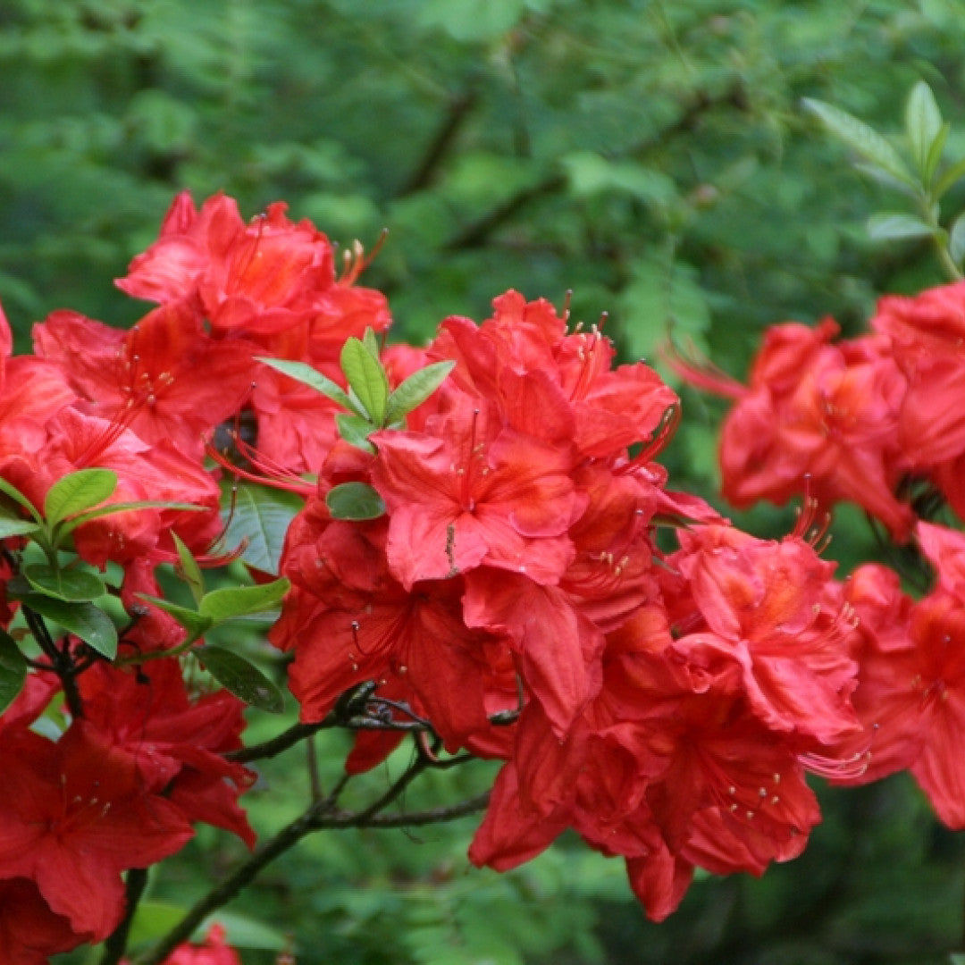 Azalea knaphill 'Satan'