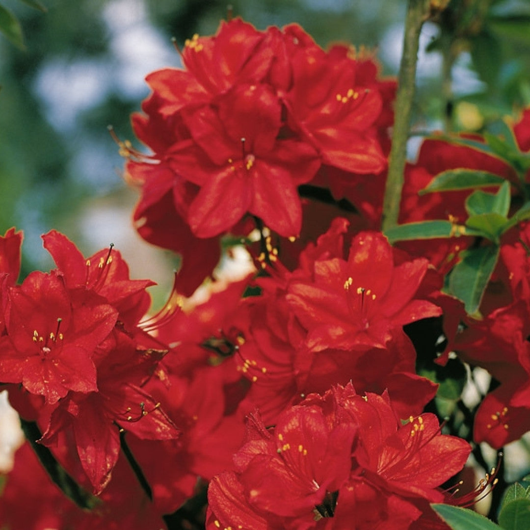 Azalea knaphill 'Nabucco'
