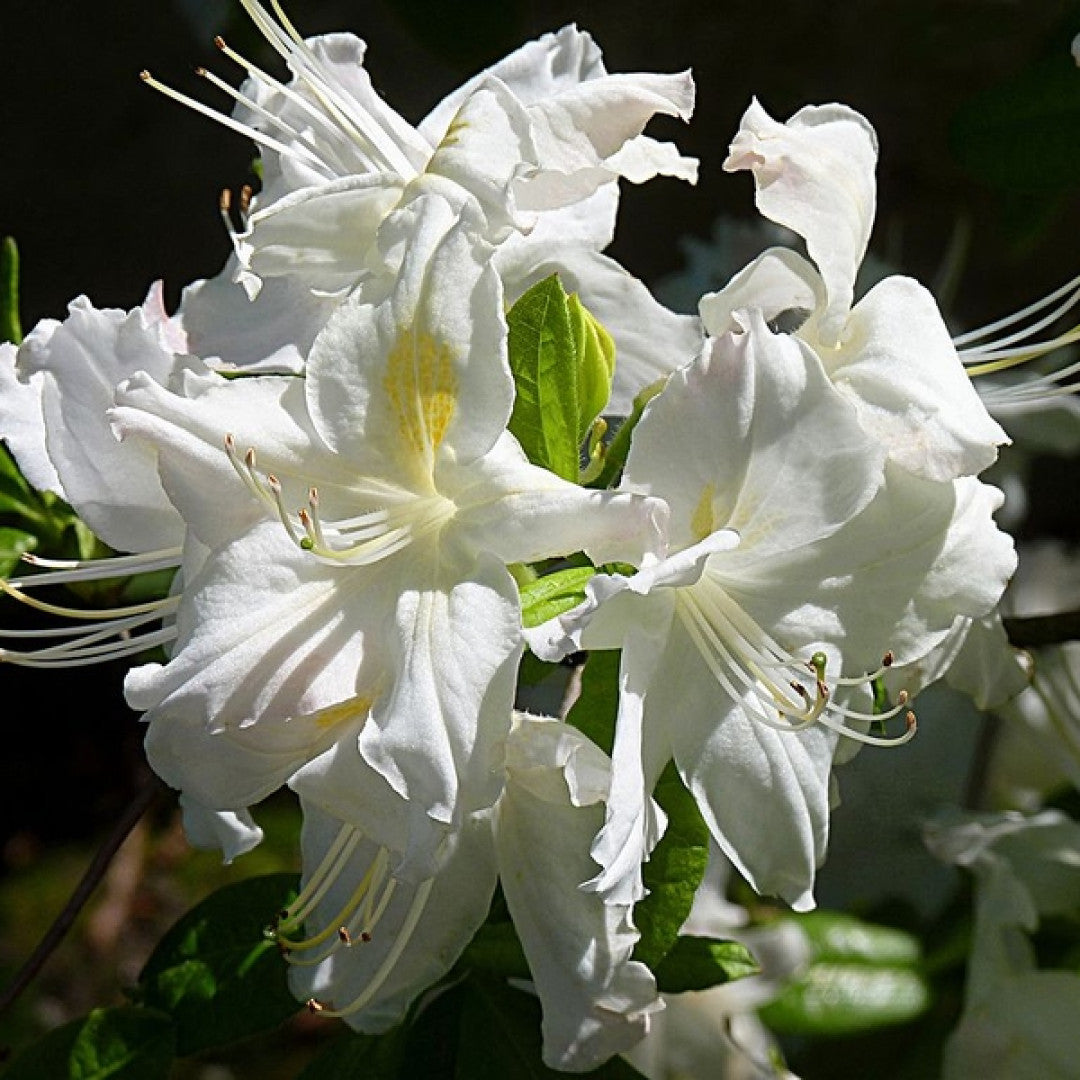 Azalea knaphill 'Persil'