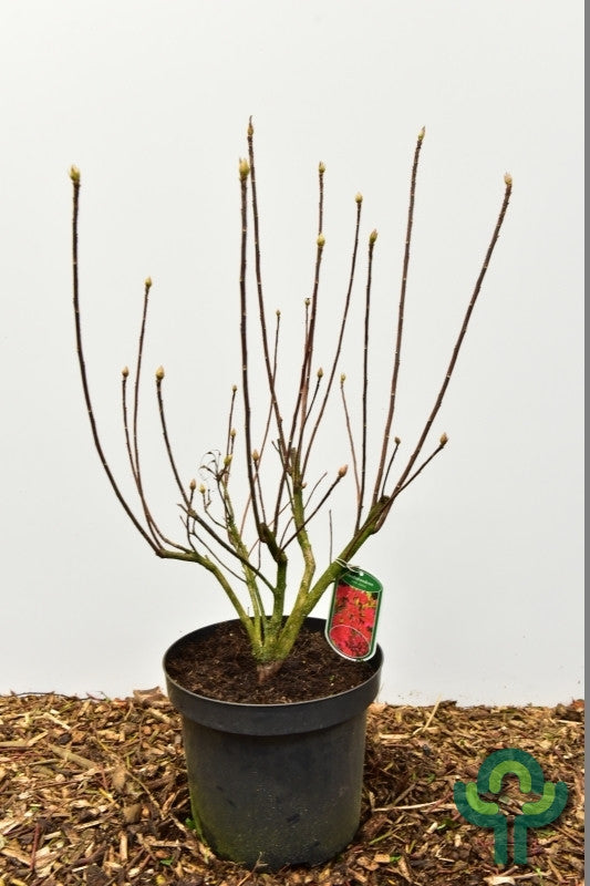 Azalea mollis in soorten