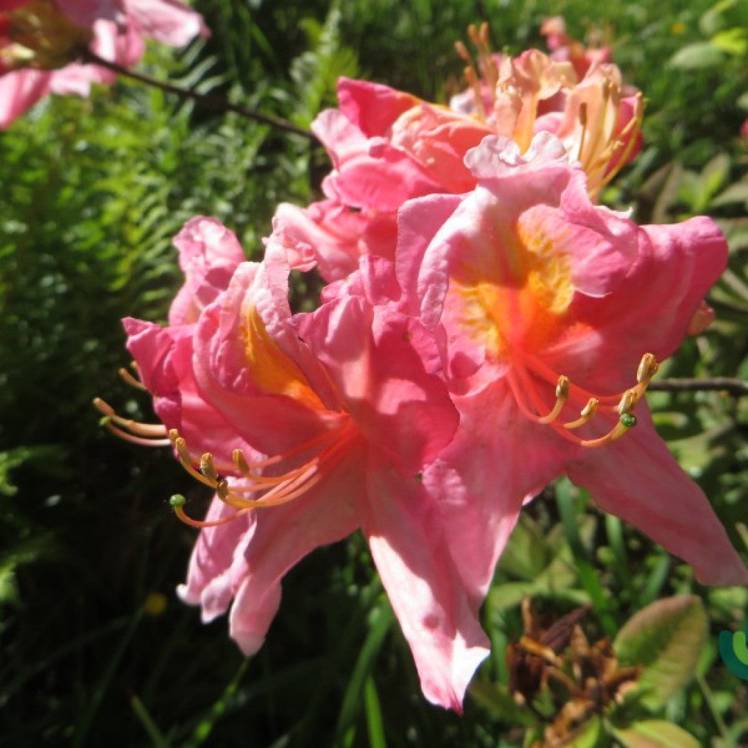 Azalea knaphill 'Berryrose'