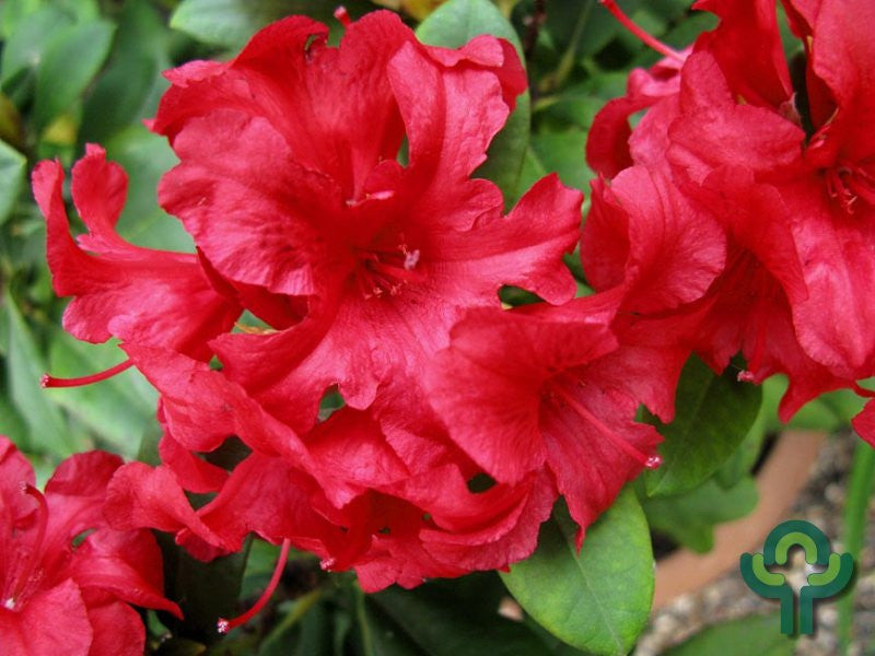 Rhododendron yak. 'Doc'