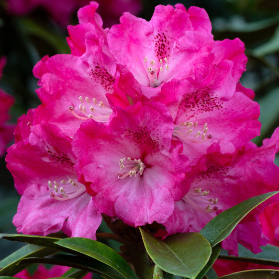 Rhododendron yak. INKARHO® 'Anuschka'