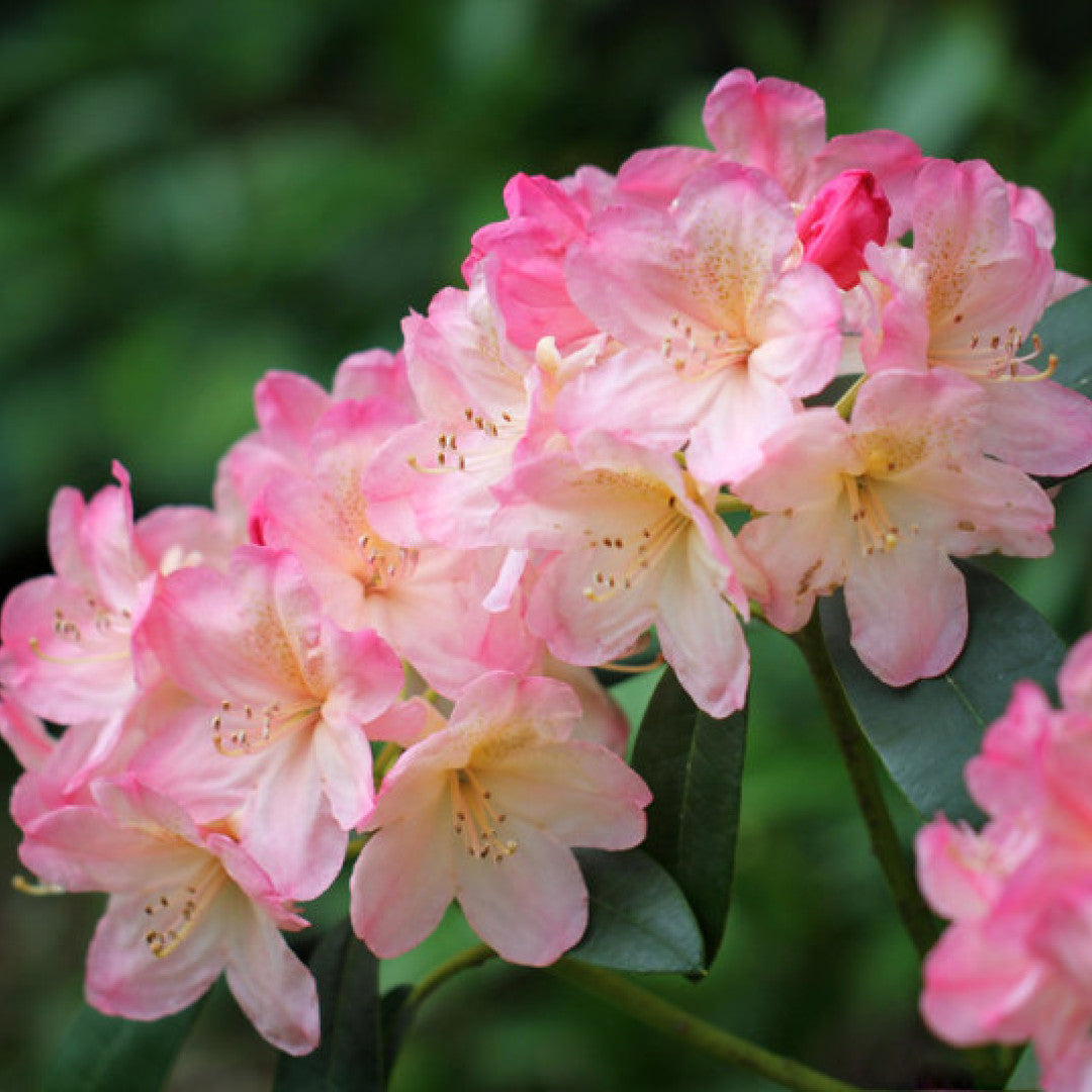 Rhododendron yak. INKARHO® 'Percy Wiseman'