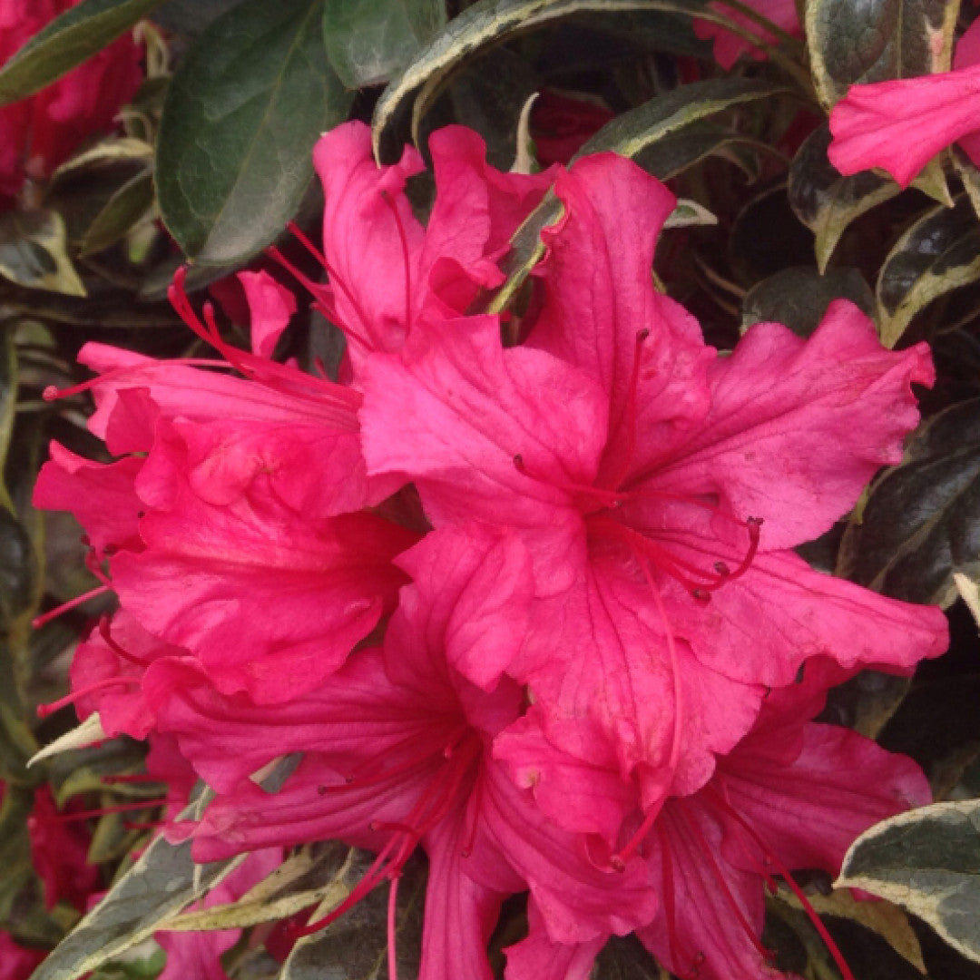 Azalea japonica 'Silver Sword'