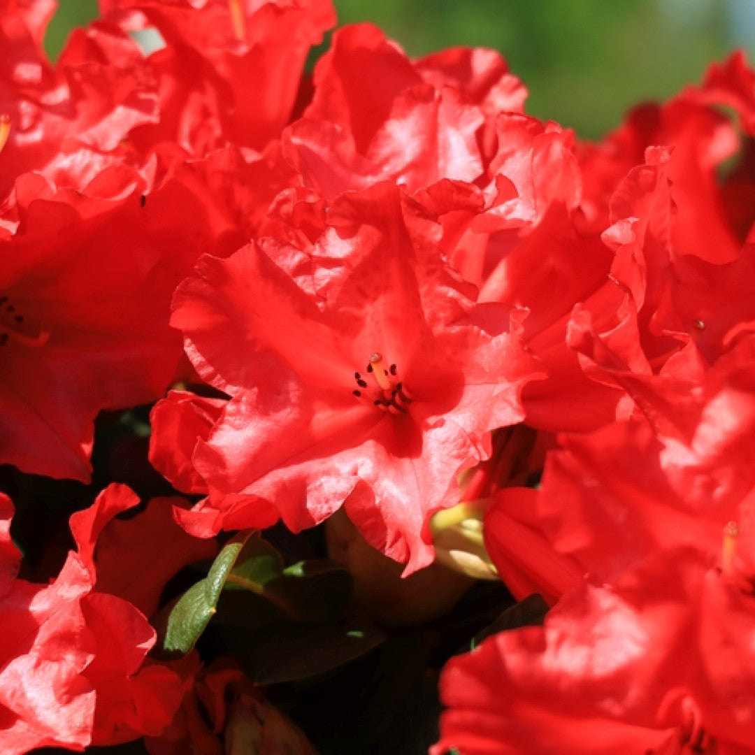 Rhododendron 'Scarlet Wonder'