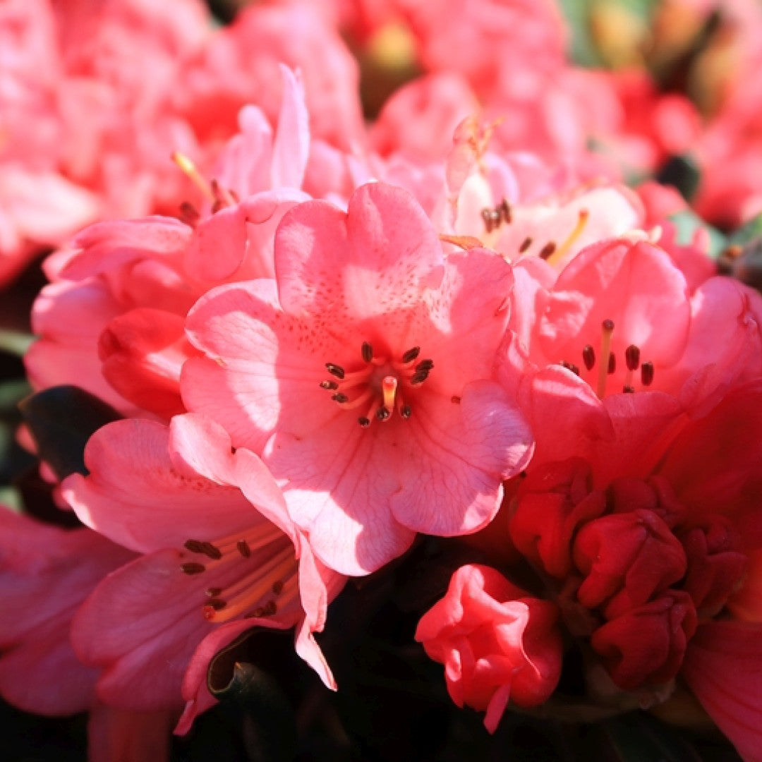Rhododendron 'Wine & Roses'