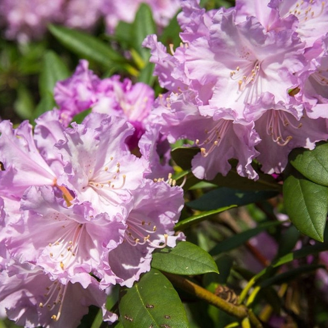 Rhododendron yak. 'Caroline Allbrook'