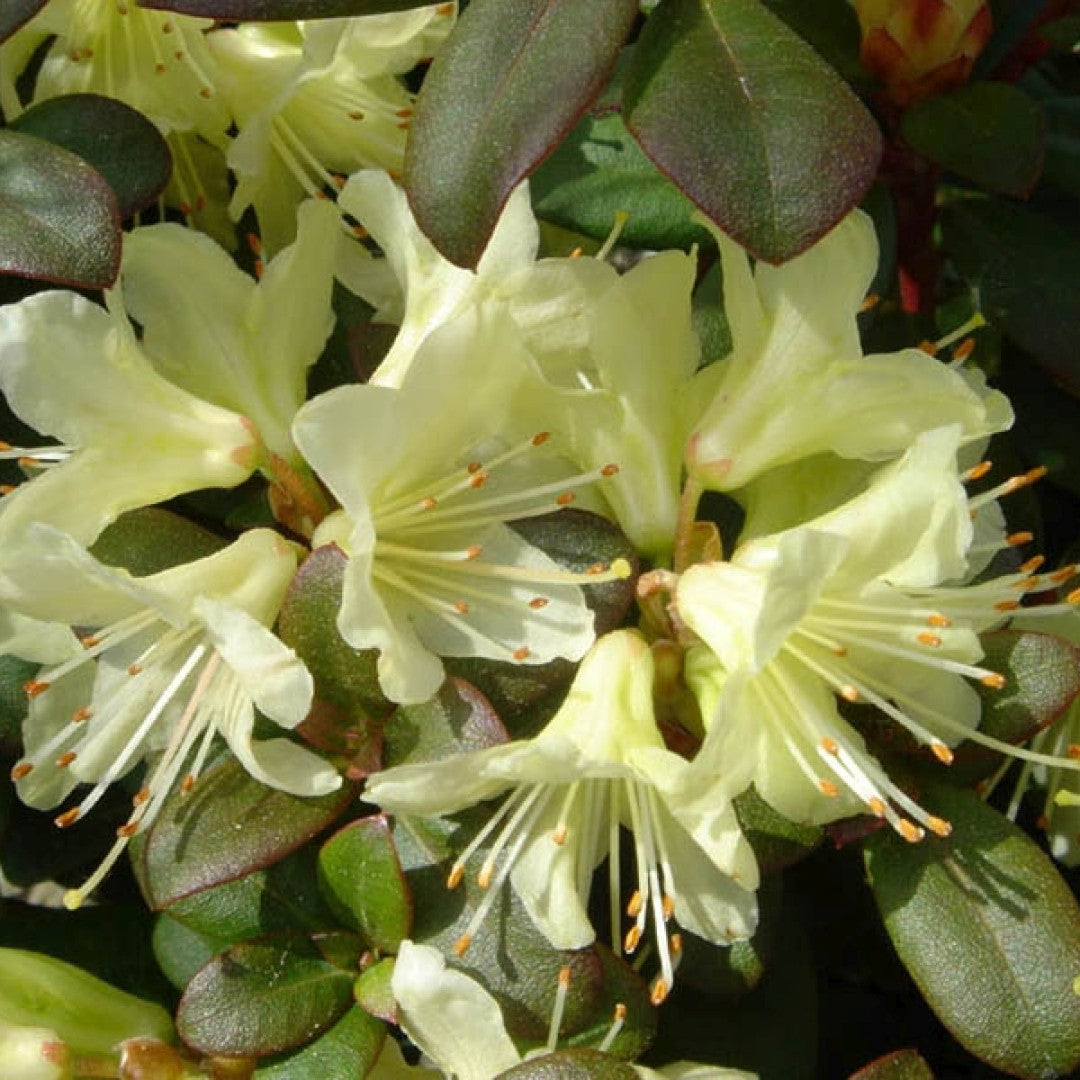 Rhododendron 'Princess Anne'