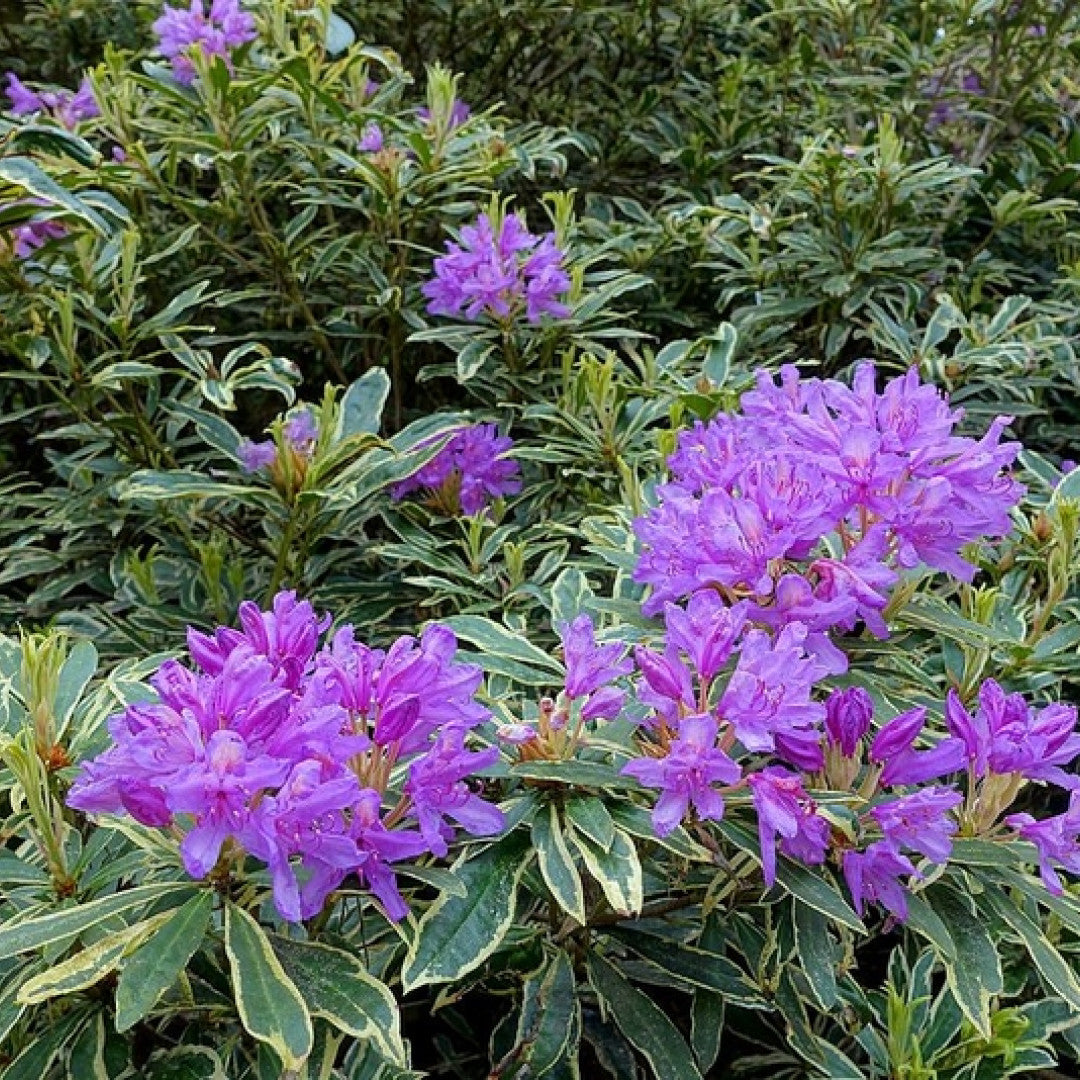 Rhododendron ponticum 'Variegatum'