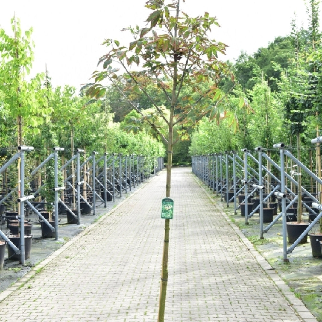 Aesculus flava