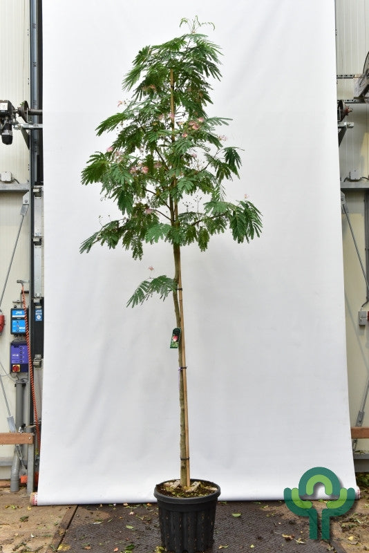 Albizia julibrissin 'Rouge de Tuilière'