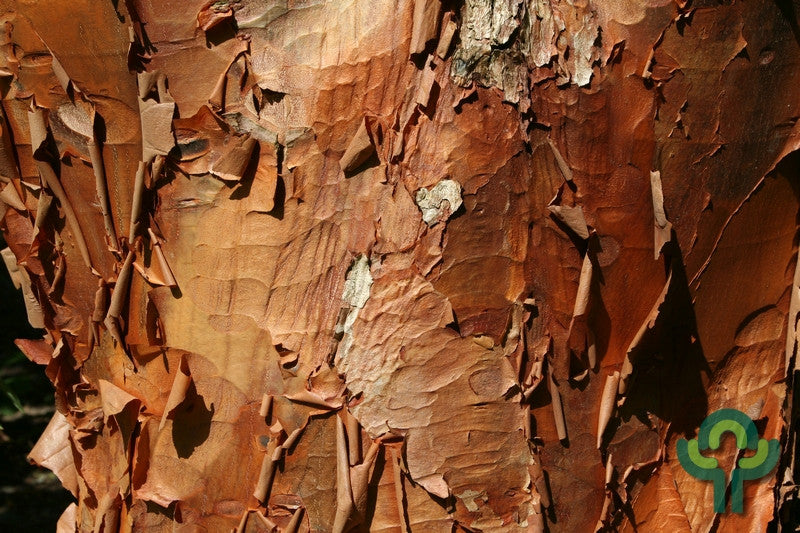 Acer griseum
