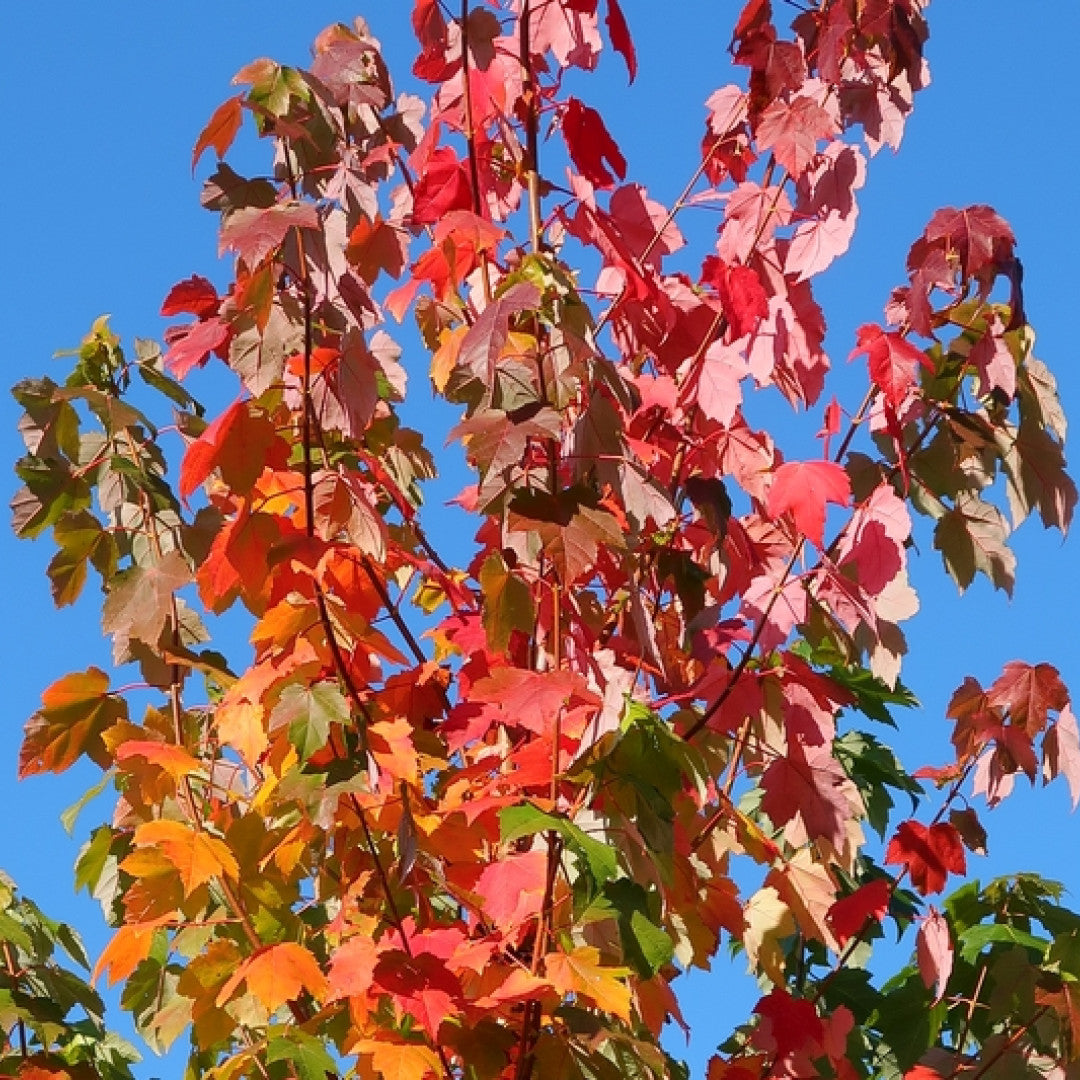 Acer rubrum Red Sunset