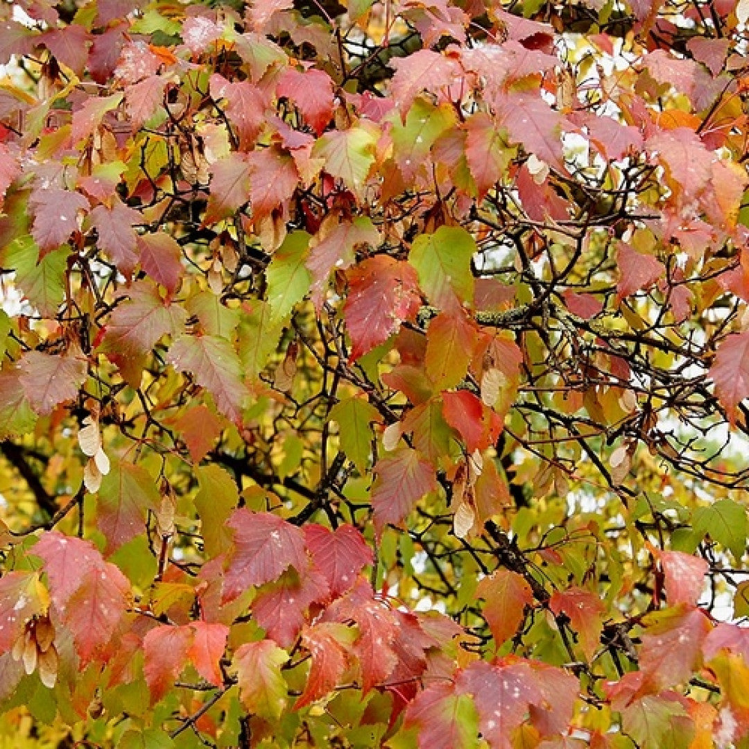 Acer tataricum ginnala